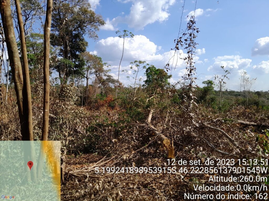 1. Illegal plantations