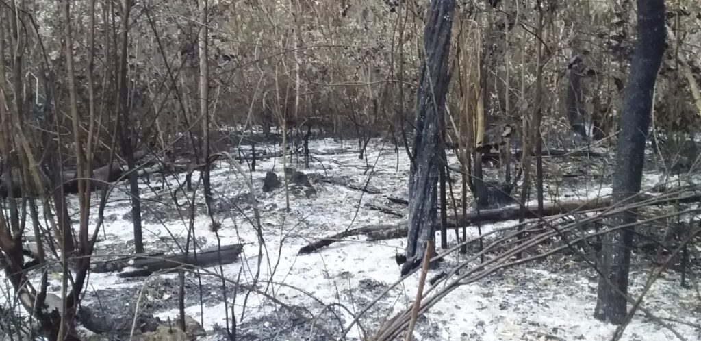 7. Burnt landscape after fires spreading from non-indigenous to indiginous territory